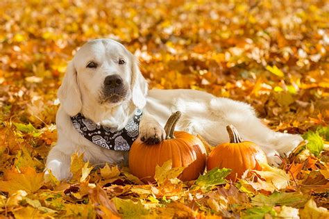 Free download | HD wallpaper: Dogs, Golden Retriever, Fall, Pet ...