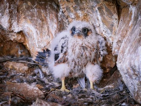 Peregrine Falcon Nesting: A Complete Guide | Birdfact