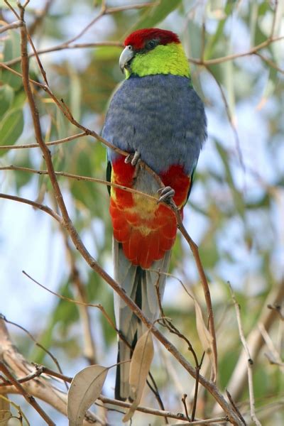 Parrot Encyclopedia | Red-capped Parrot | World Parrot Trust