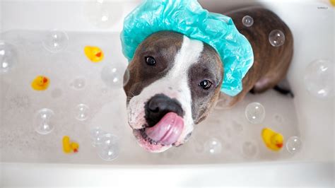 Bubble Bath photo shoot! - Lake Oswego