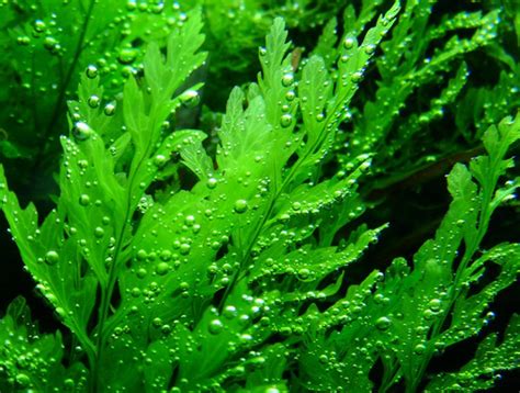 Water Fern Bolbitis Heudelotii Live Aquarium Plant Fresh Water Plants ...