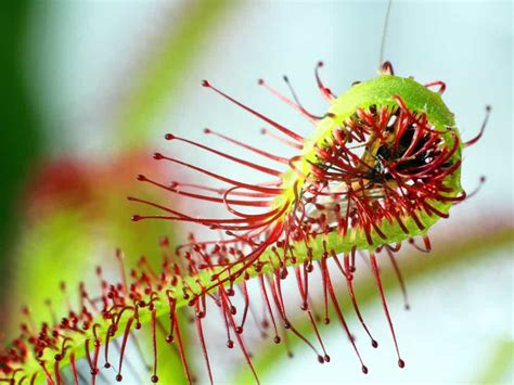 How Does Sundew Plant Trap Insects