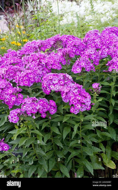 Laura phlox flowers hi-res stock photography and images - Alamy