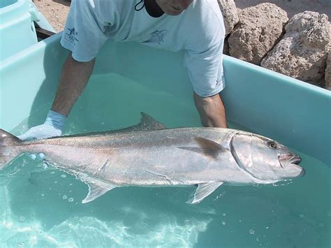 Florida Amberjack Season Reopens August 1