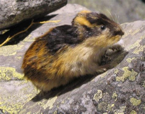 Arctic Lemming - Dicrostonyx Torquatus - Boreal Forest