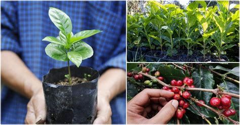 How To Grow Coffee Plants Outdoors - The Total Guide