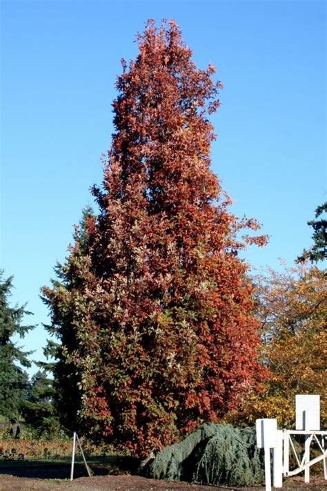 Crimson Spire Oak - Oak Trees - Tree Species | Shade trees, Privacy ...