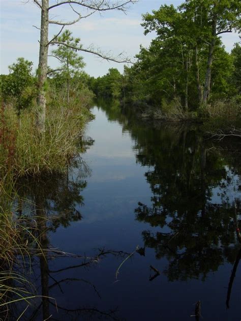 Alligator River Wildlife Refuge | River, Wildlife refuge, Wildlife