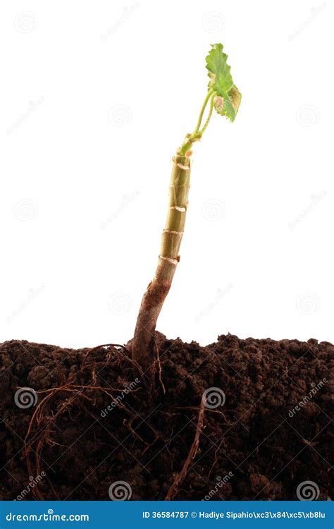 Plant Roots In Soil Royalty-Free Stock Photography | CartoonDealer.com #66278591