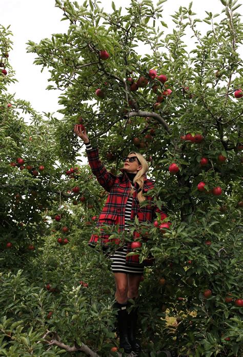 apple picking // fall - Atlantic-Pacific