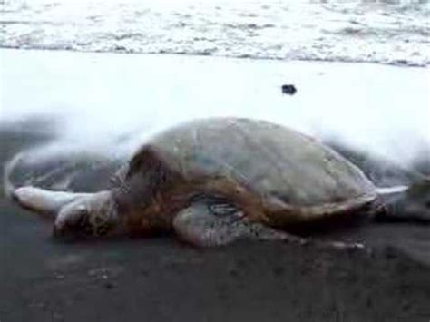 Hawaii Black Sand Beach Turtle Sleeping - YouTube