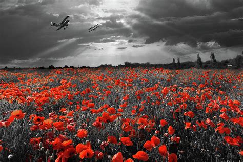 The final sortie aircraft over field of poppies WWI version Photograph by Gary Eason - Fine Art ...