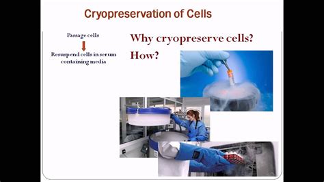 Animal Cell Culture Techniques Slideshare / Introduction To Animal Tissue Culture Science Book ...