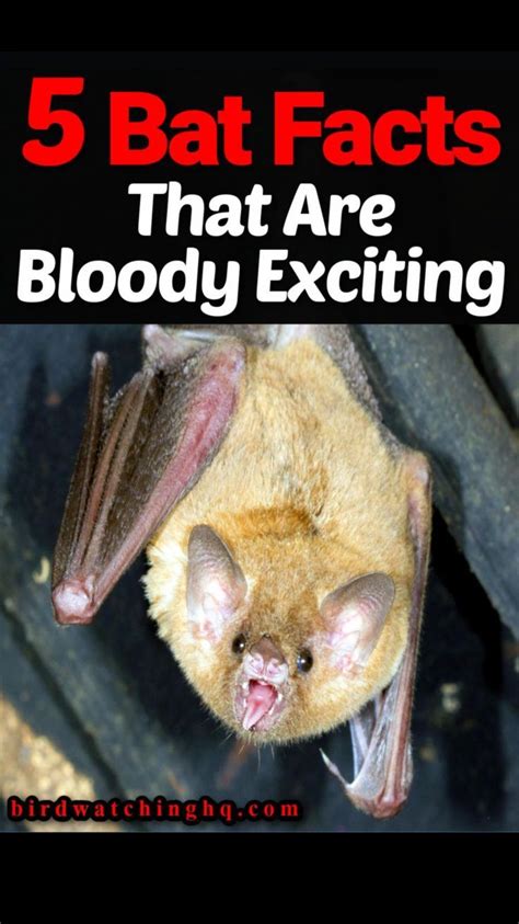 17 FUN Facts About Bats You Can't Resist! (2023) | Bat facts, Fun facts ...