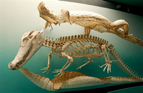 Crocodile Skeleton, opened up | Animal skeletons, Animal bones, Skeleton