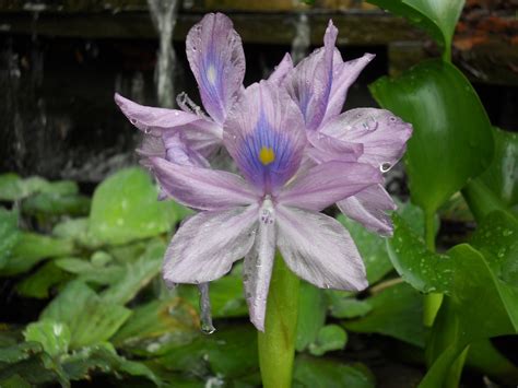 Water Hyacinth Pond - Free photo on Pixabay