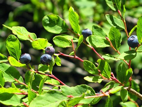 Powell River Books Blog: Coastal BC Plants: Black Huckleberry