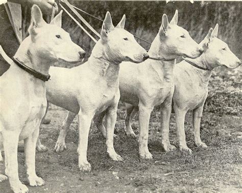 Some more old type bull terriers. 1935. | Английские бультерьеры ...