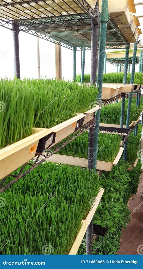 Sprout house stock image. Image of green, sprouting, largescale - 71489665