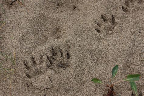 River Otter paw prints in the sandr | Sue Pemberton | Flickr