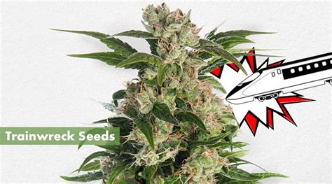 Where to Buy the Best Trainwreck Seeds Online - 10Buds