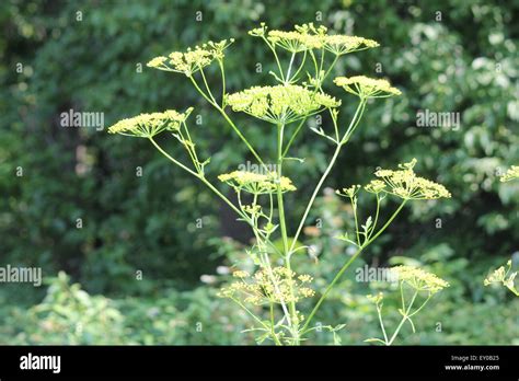 Wild parsnip seeds hi-res stock photography and images - Alamy