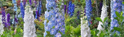 Delphinium: Larkspur | Portland Nursery