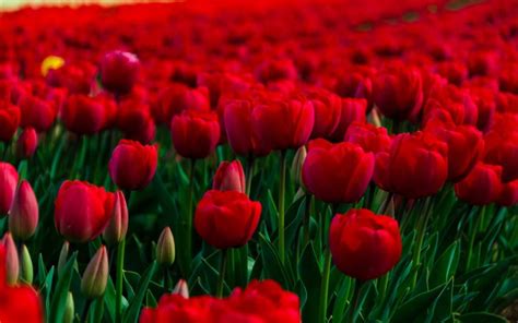 The Essential Guide to Red Flowers: Types & Meanings | allwaysflower