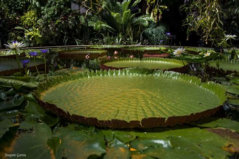 Victoria amazonica | Water lilies, Planting flowers, Nature photography