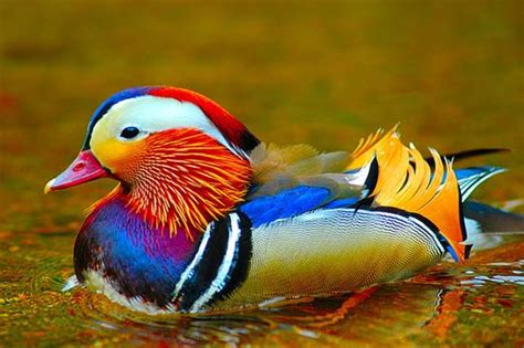 The Power Of Color:40 Superbly Colorful Bird Photos | Designbeep