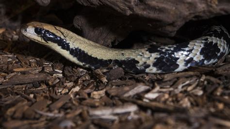 False water cobra | Smithsonian's National Zoo