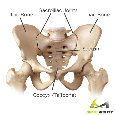 Sacroiliac Joint Diagram