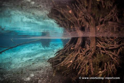 Snorkeling with Manatees in Crystal River, Florida