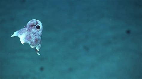 All About Grimpoteuthis, the Dumbo Octopus