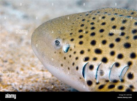 Leopard shark teeth hi-res stock photography and images - Alamy