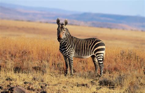 A Cape Mountain Zebra Standing On A by Peter Lillie