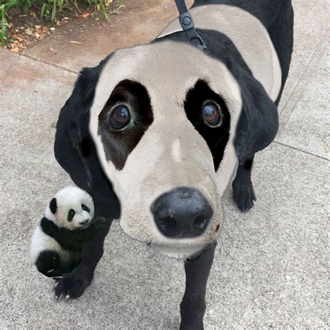 This Black Lab Is Slowly Turning White, So Internet Responds With ...