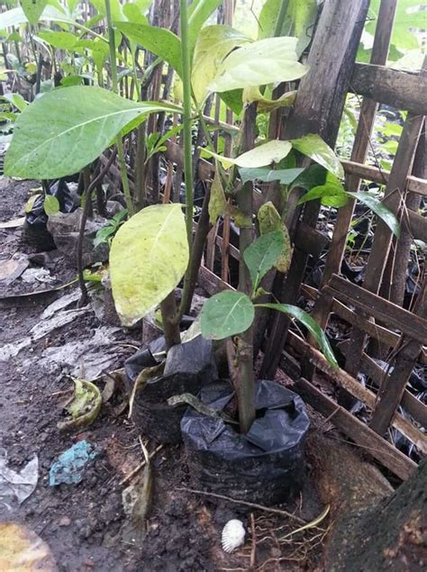 Berkebun: Manfaat pohon daun afrika