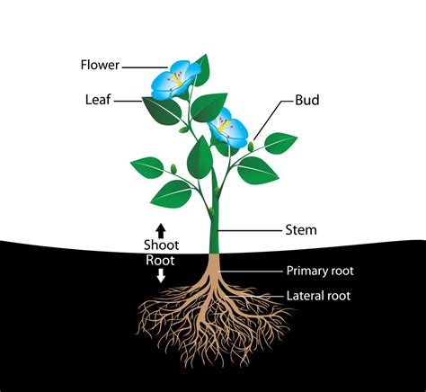 Parts Of A Plant Diagram