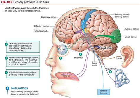 Sensory Receptors In The Brain