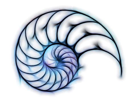 Sectioned Shell Of A Nautilus, Artwork Digital Art by Pasieka - Fine Art America