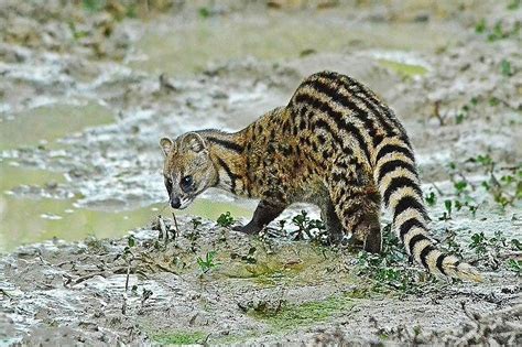 Fun Facts about the Iriomote Wildcat | YABAI - The Modern, Vibrant Face of Japan