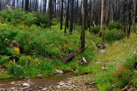 Hiking the Gila National Forest, Trail 154 - Signal Peak Road - Traveling GypsyRN