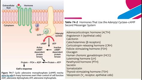 Mechanisms of action of hormones- part 3 - YouTube