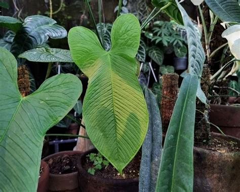 Anthurium argyrostachyum Sodiro (World flora) - Pl@ntNet identify