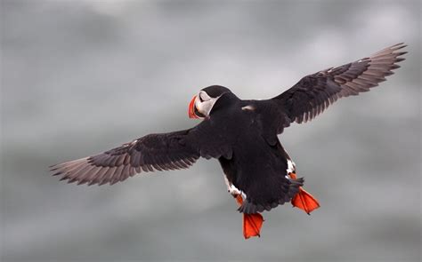 Atlantic Puffin (Common Puffin) Facts, Diet, Life Cycle, Baby, Pictures