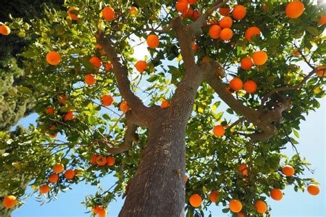 9 tipos de plantas y árboles frutales para el jardín de tu casa