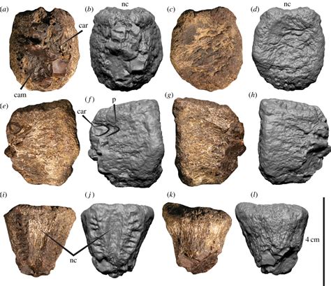 Large Theropod Dinosaur Fossil Found in Australia | Science Times