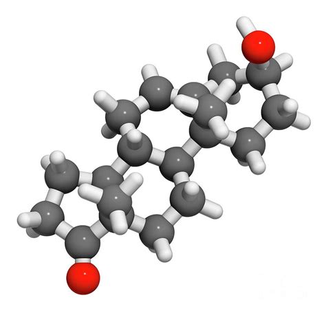 Prasterone Steroid Molecule Photograph by Molekuul/science Photo Library - Pixels