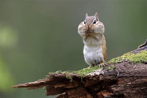 Types Of Chipmunks